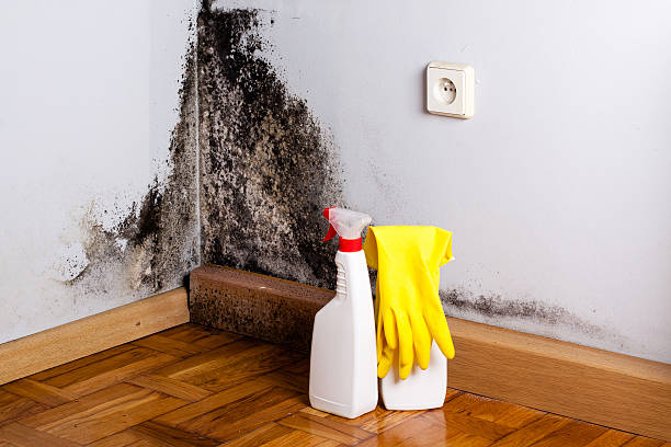 Professional Mold Removal in French Lick, IN