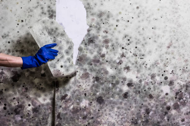 Best Certified Mold Removal  in French Lick, IN